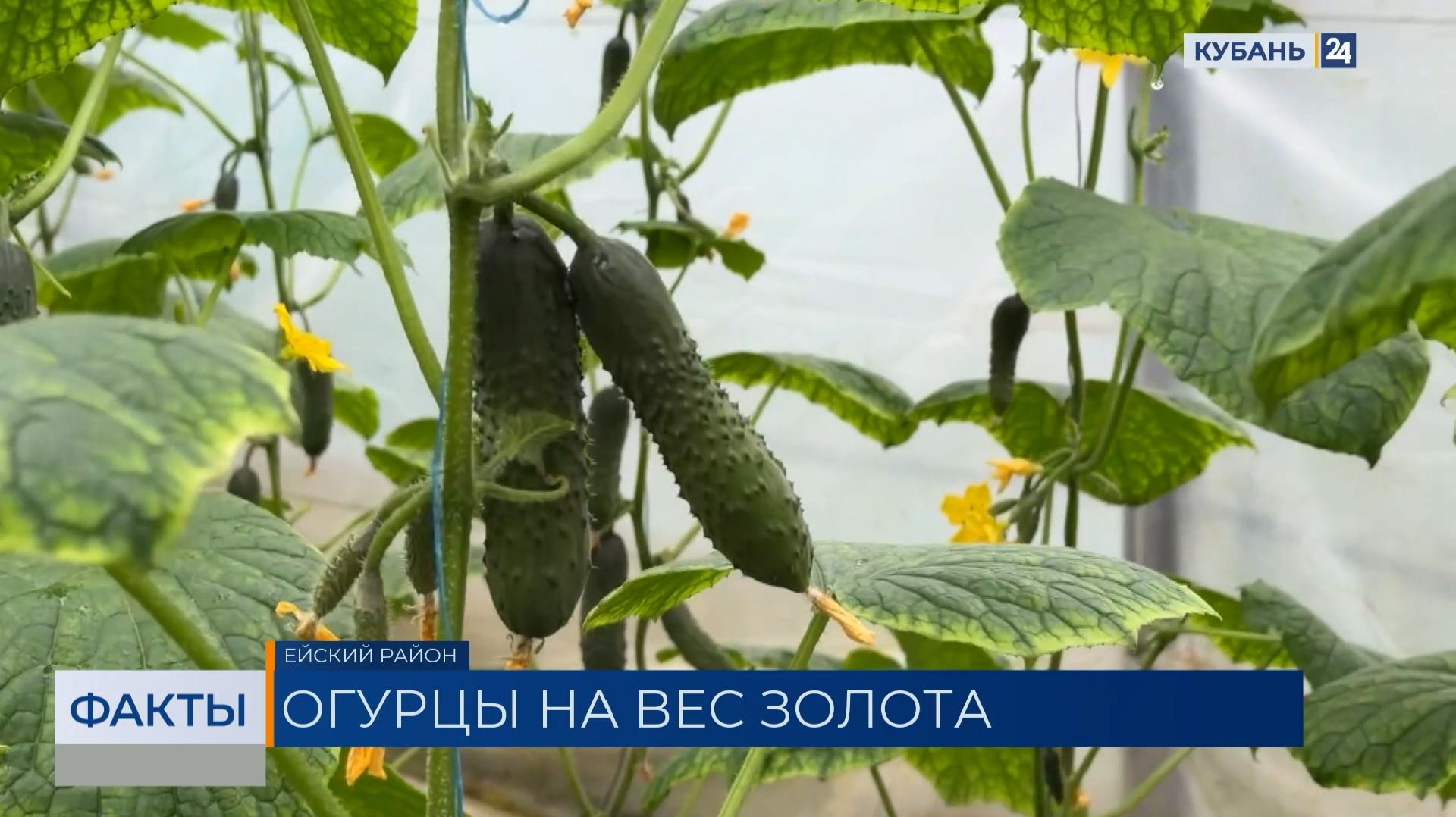 ФАКТЫ. Выпуск от 04.03.2026