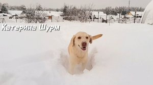 Февраль'26| Гуляем с собаками по снегу-снежные ванны| Лабрадор и дворянка| Снега много| Новая лопата