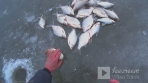 лучшая приманка.натаскал лещей размером со сковородку