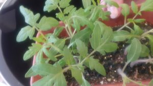 04.03.2026 Пока есть свободное время, решила начать пикировку томатов первой партии посева.