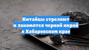 Китайцы стреляют и лакомятся черной икрой в Хабаровском крае