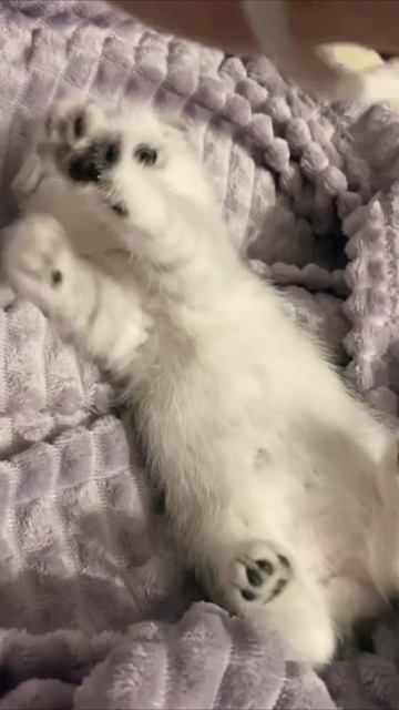 Смешные коты #113-5