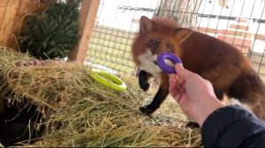 Лиса-Алиса. Интересные игрушки лиса Игниса