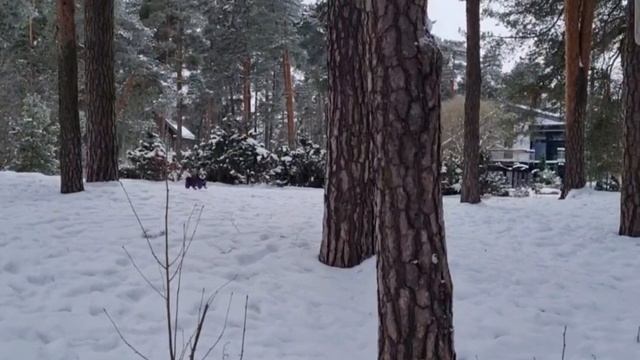 Шитцу Кузя!