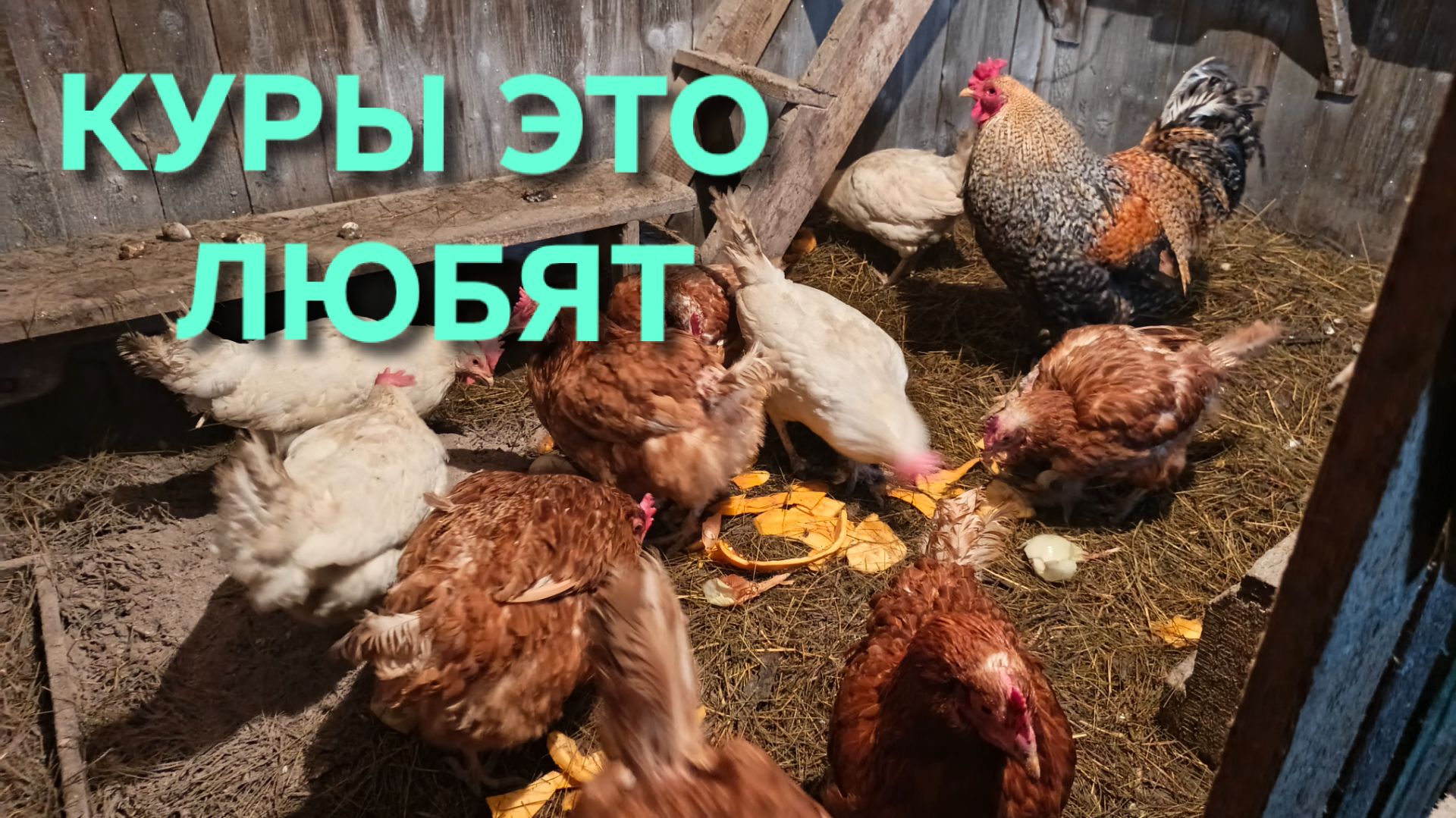 Жизнь в деревне Если куры лодыри как их заставить нестись Даем витамины с огорода