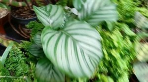 #шикарная красота цветов к 8 марта