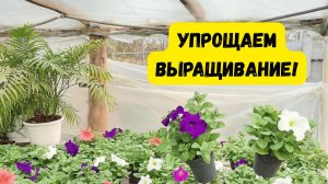 Так петунию выращивать намного проще- пропускаем одну пикировку