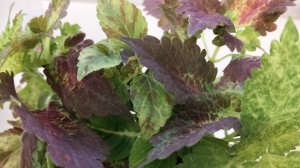 Продолжаю черенковать #колеусы