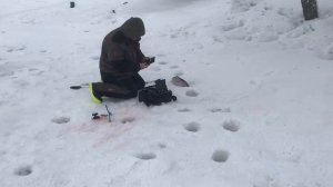 поимка форели на ратлин