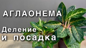 Как разделить и размножить АГЛАОНЕМУ. Переукоренение. Подбор грунта. Посадка.