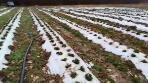 начало работ на участке у агронома клубничника