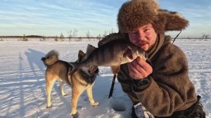 ТАКИХ ОКУНКЙ Я ЕЩЁ НЕ ЛОВИЛ. УДАЧНАЯ РЫБАЛКА В КАРЕЛИИ. КРУПНЫЙ ОКУНЬ ХВАТАЕТ ЖЕРЛИЦУ