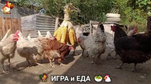 Кормление кур овощами и фруктами для зарядки и от скуки 🥗🐓🤗  (68)