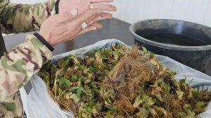 Инокуляция рассады фриго