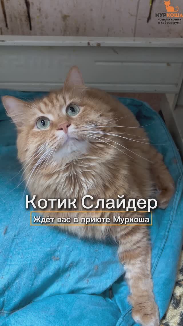 Слайдер ждёт вас в приюте #Муркоша