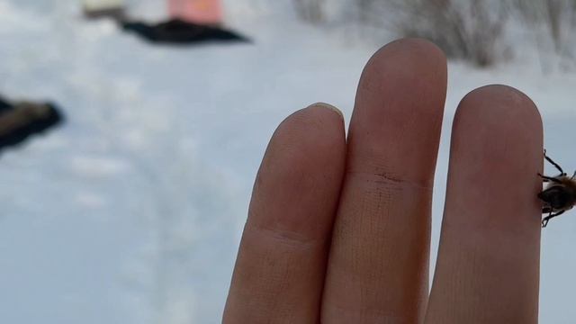 Пасека Первый облёт у пчёл 1 марта 2026г.