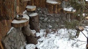 Манулы Шу и Пепе познакомились!🥰