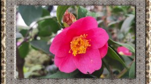 Ботанічний    2026