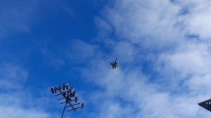 Николаевские голуби 04.03.26 г