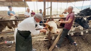 В России вводятся новые правила для племенного животноводства