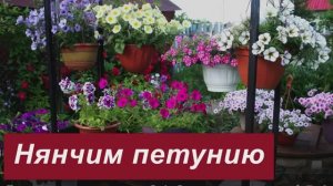 Рассада петунии от посева до высадки в сад