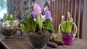 "Вести рекомендуют": флорариум