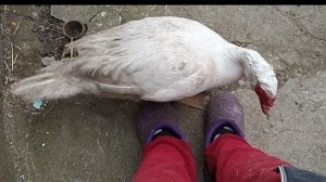 Деревенские будни//Козлята опять отличились//Потеряла кота//рассада.