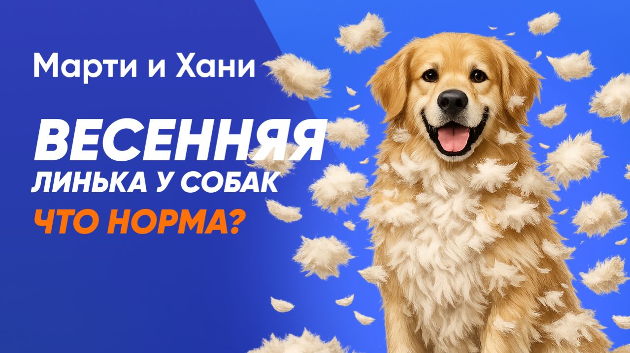ВЕСЕННЯЯ ЛИНЬКА У СОБАК: ЧТО НОРМА А КОГДА ПОРА К ВЕТЕРИНАРУ?