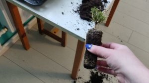 Коты навели порядок в ёлках