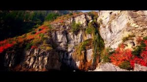 Пацифист политический