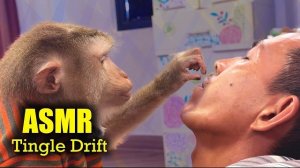 Идеальный АСМР от обезьянки Джуди. Для глубокого расслабления и крепкого сна. ASMR