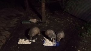 рубрика, архивные видео про барсучат