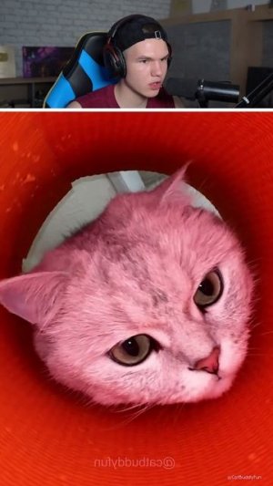 ЧТО ОН СДЕЛАЛ С КОТИКОМ?!🤦♂️😹 #shorts #шортс #рофл #юмор #прикол #реакция #мем #ржака #животные