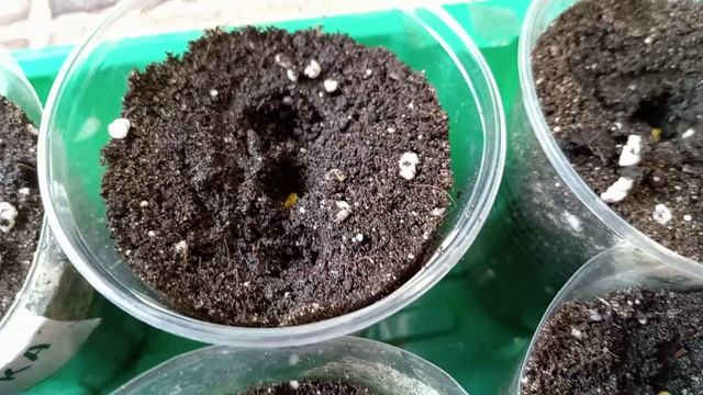 СЕЮ БАКЛАЖАНЫ.