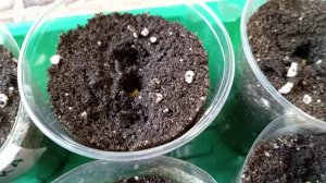 СЕЮ БАКЛАЖАНЫ.