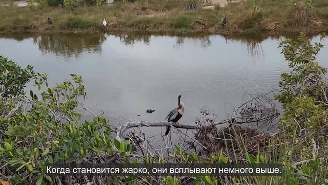 Ep.391 Walking into Gator Territory in Southern Florida (Russian Subtitles) смотреть онлайн