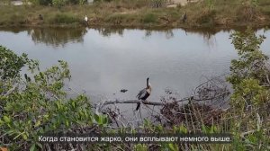 Ep.391 Walking into Gator Territory in Southern Florida (Russian Subtitles)
