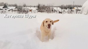 Февраль'26| Гуляем с собаками по снегу-снежные ванны| Лабрадор и дворянка| Снега много| Новая лопата