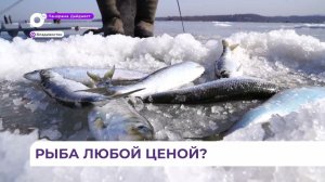 Несмотря на официальный запрет, сотни рыбаков вышли на акваторию Владивостока за богатым уловом