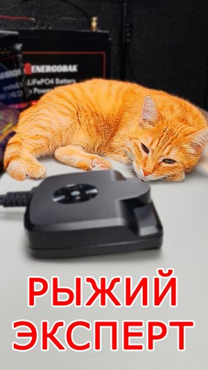 Рыжий эксперт