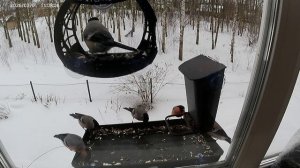 Птички. Новая кормушка - новая суета.