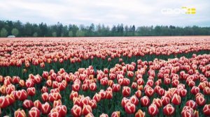 Сценарий цен. 8 марта