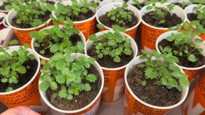 Всходят петунии 🌺🌺🌺,рассада растёт и радует 🌱🌱🌱👍👍👍