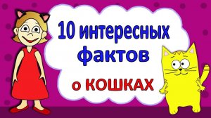 Интересные факты о кошках для детей Бабушка Шошо