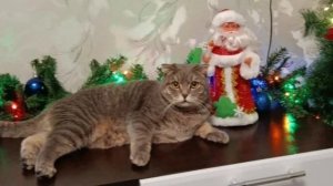 lv_0_20260302205021 (1)