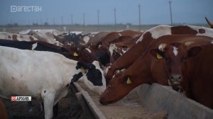 В Дагестане увеличилось поголовье крупного рогатого скота