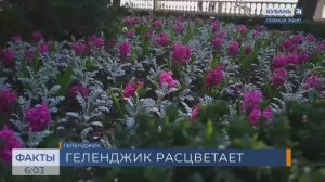 На озеленение Геленджика в 2026 году выделили 87 млн рублей