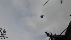 Николаевские голуби 04.03.26 г