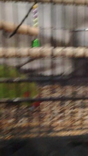 Рики и Ёлка