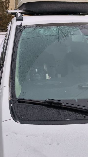 берегись автомобиля